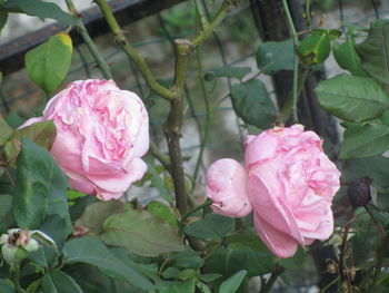 Close-up of pink rose blooming outdoors