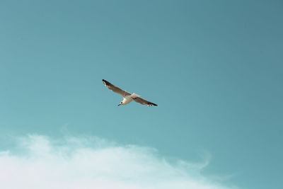 Low angle view of seagull flying in sky