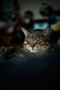 Close-up of a cat resting
