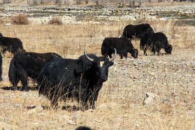 Cows in a field