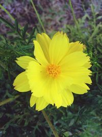 Close-up of yellow flower