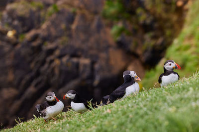 Fratercula puffin in saltee island ireland. in the process of migration 