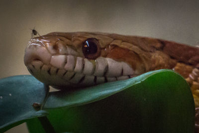 Close-up of lizard