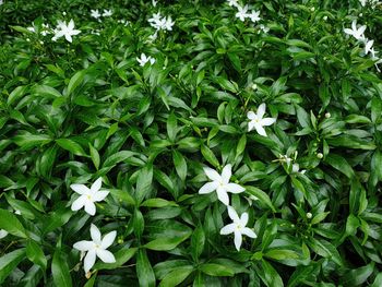 High angle view of flowering plants on field