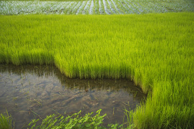A farmer collects paddy seedlings from the seedbed in khulna, bangladesh.