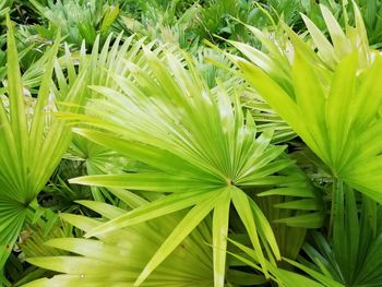 Full frame shot of palm leaves