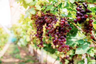 Close-up of grapes growing in vineyard