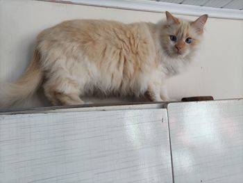 Portrait of cat sitting on floor