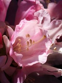 Close-up of pink flowers