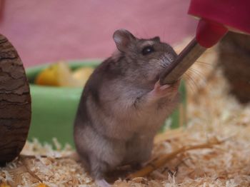 Close-up of a eating food