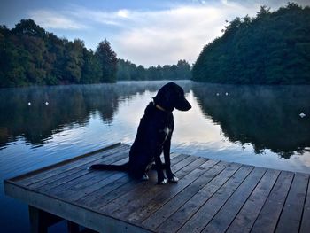 Dog sitting on pier over lake against mountains