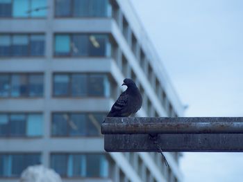 Low angle view of bird perching on tree