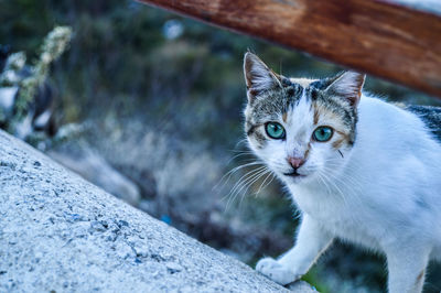 Close-up portrait of a cat