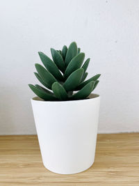 Close-up of succulent plant on table