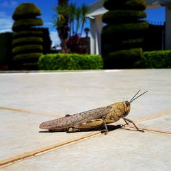 Close-up of grasshopper on a city