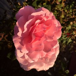 Close-up of pink rose blooming outdoors