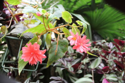 Close-up of pink hibiscus blooming outdoors