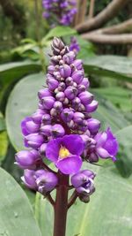 Close-up of purple flowering plant