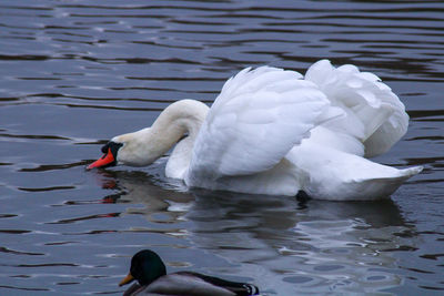 Swan floating on lake