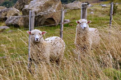 Two sheep in a field against fence