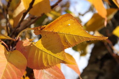 Close-up of yellow autumn leaves