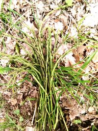 High angle view of plant on field