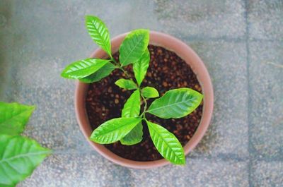 High angle view of pot plant