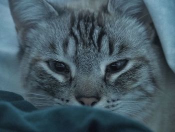 Close-up portrait of cat