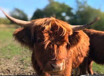 Close-up of a cattle on field