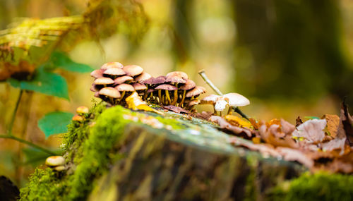 Close-up of insect on plant