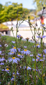 Close-up of purple flowering plant on field