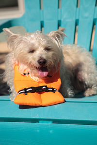 Portrait of dog relaxing on swimming pool