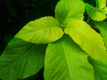 Close-up of raindrops on leaves