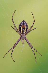 Close-up of spider on web