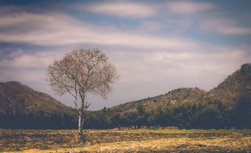 Bare tree on field against sky