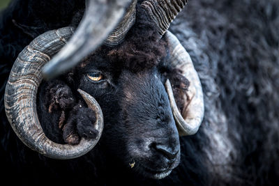 Close-up of sheep