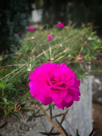 Close-up of pink cosmos blooming outdoors