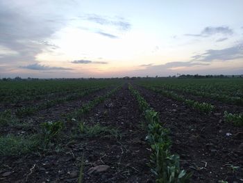Scenic view of field against sky during sunset