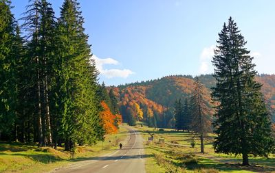 Road amidst trees against sky