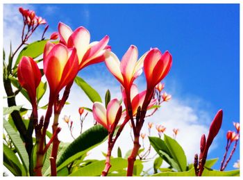 Low angle view of flowers blooming against clear sky