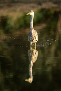 Close-up of bird in lake