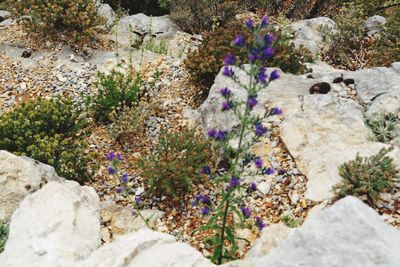 High angle view of purple flowering plants on rocks
