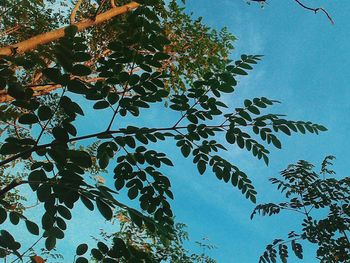 Low angle view of tree against sky