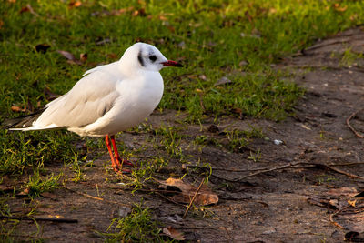 Seagull perching on a field