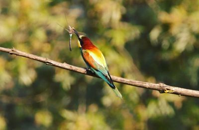 Close-up of bird perching on tree