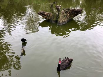 High angle view of duck swimming in lake