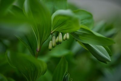 Close-up of plant growing on plant