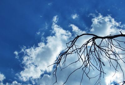 Low angle view of bare trees against blue sky