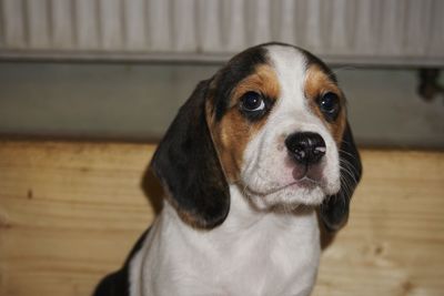 Close-up portrait of dog looking at home