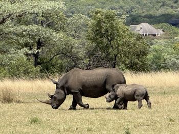 Rhinoceros standing on field